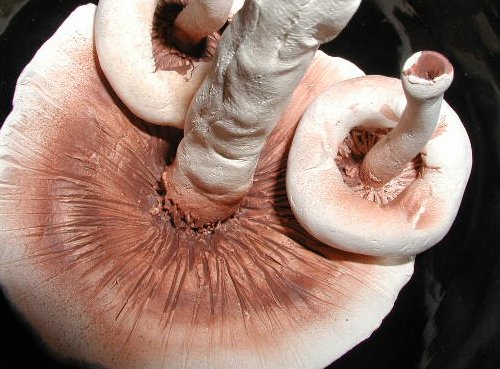 The Mushrooms Close Up